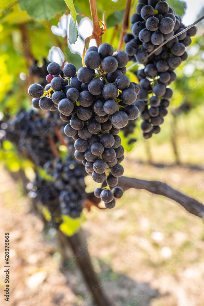 Red wine grapes bunches ripe for harvest hand on vines inside the vineyard