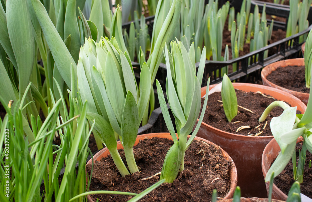 Fototapeta premium seedling of tulips in early spring