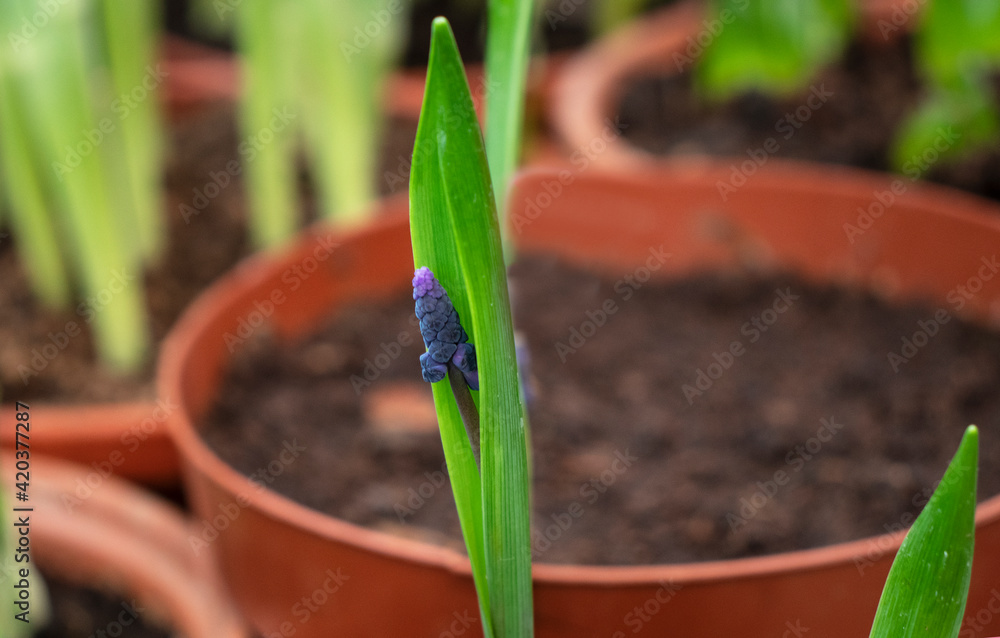 seedling muscari flower in the garden seedling muscari flower in the garden