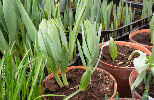 seedling of tulips in early spring