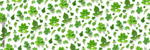 Pattern of various natural green leaves on a white background, as a backdrop or texture. Spring, summer wallpaper for your design. Top view Flat lay Banner
