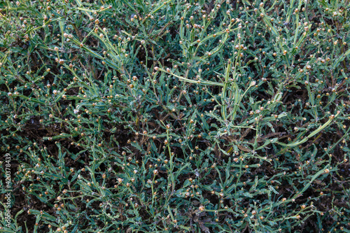 Shrub of the Genista tridentata plant. Chamaespartium tridentatum.