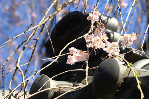 しだれ桜