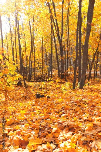 Maple tree with yellow  red and orange foliage in fall forest