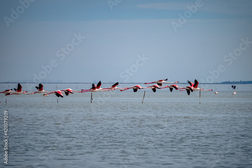 Large flock of Flamingos flying together above water