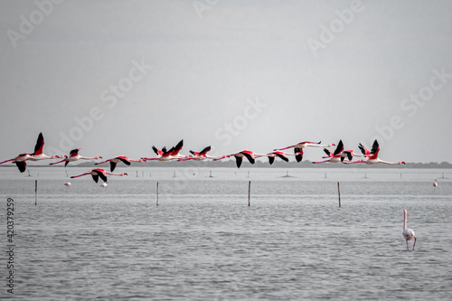 Large flock of Flamingos flying together above water