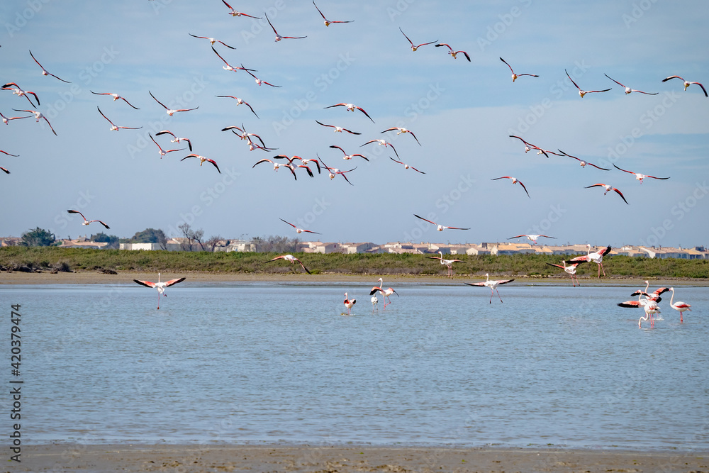 pink-flamingos-congregate-during-mating-season-in-camargue-the-south-of