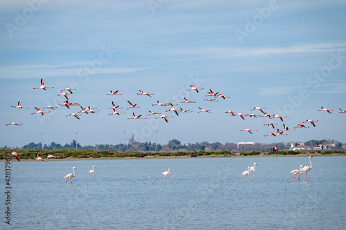 Large flock of Flamingos flying together above water