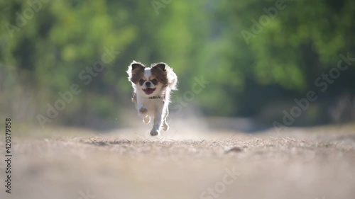active fast chihuahua pet dog running on green tree park trail track with high speed with dust around