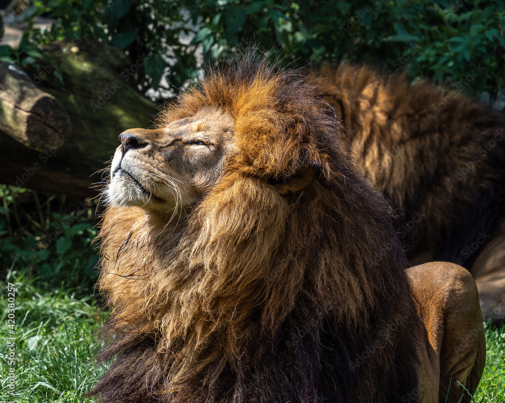 Naklejka premium The lion, Panthera leo is one of the four big cats in the genus Panthera