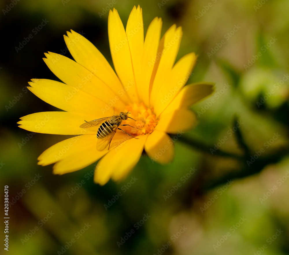 Extreme close up on flower pistels, spring time. Extreme close up on flower pistels, spring time.