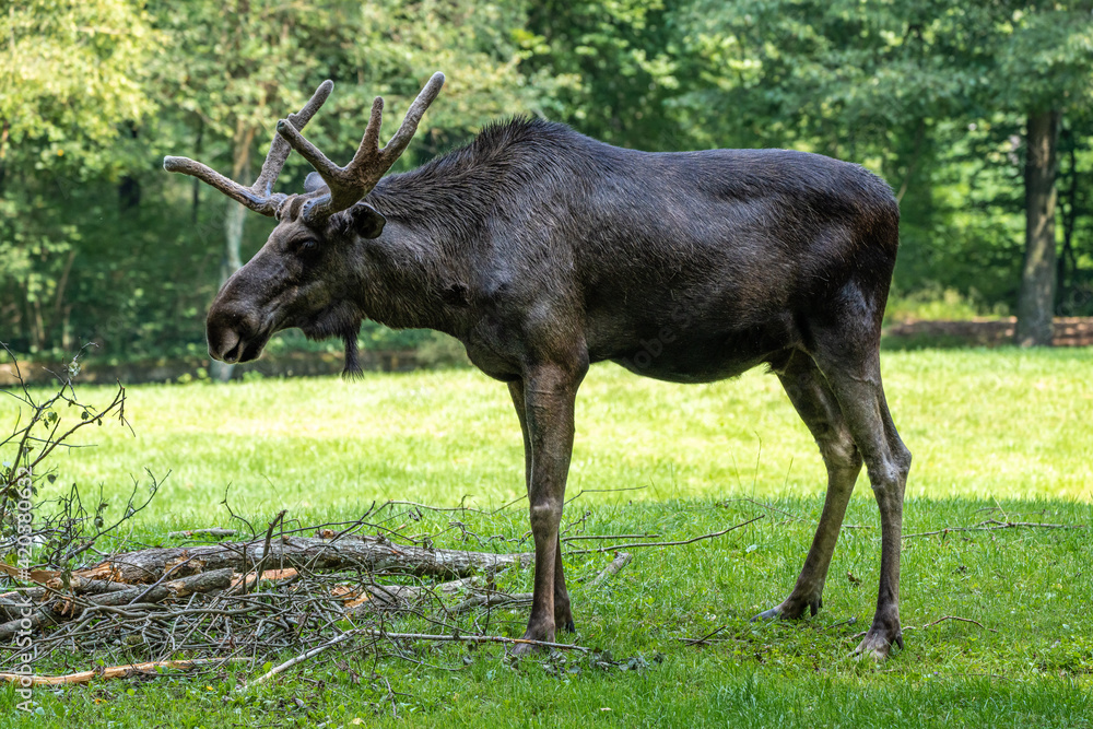 European Moose, Alces alces, also known as the elk European Moose, Alces alces, also known as the elk