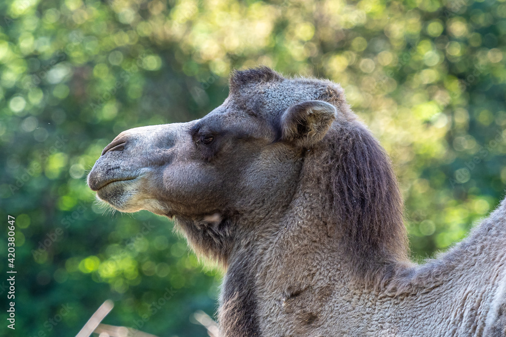 Obraz premium Bactrian camel, Camelus bactrianus in a german zoo
