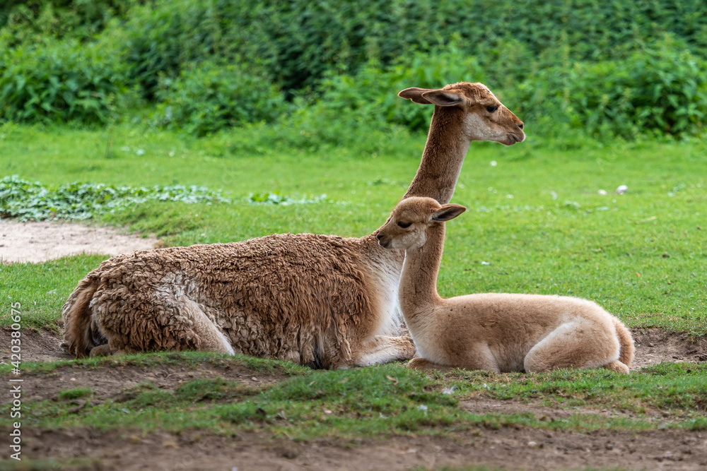 Vicunas, Vicugna Vicugna, relatives of the llama Vicunas, Vicugna Vicugna, relatives of the llama
