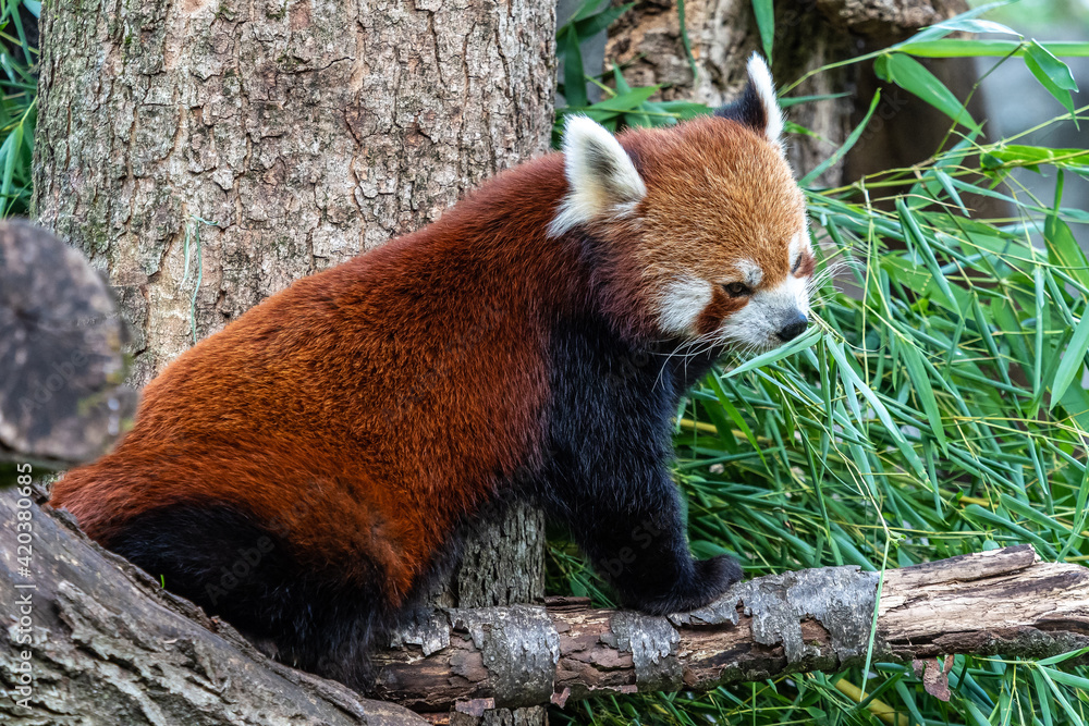 Fototapeta premium The red panda, Ailurus fulgens, also called the lesser panda.