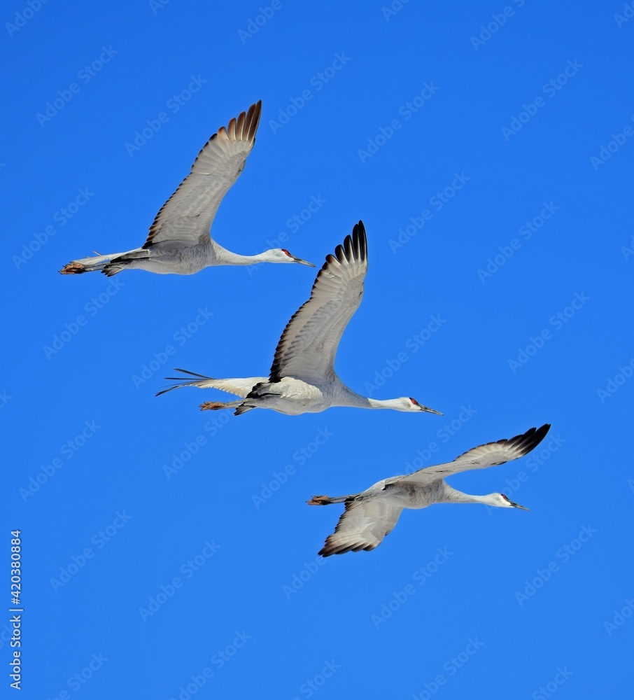  three beautiful sandhill cranes in flight on a sunny winter day in the bosque del apache national wildlife refuge near socorro, new mexico