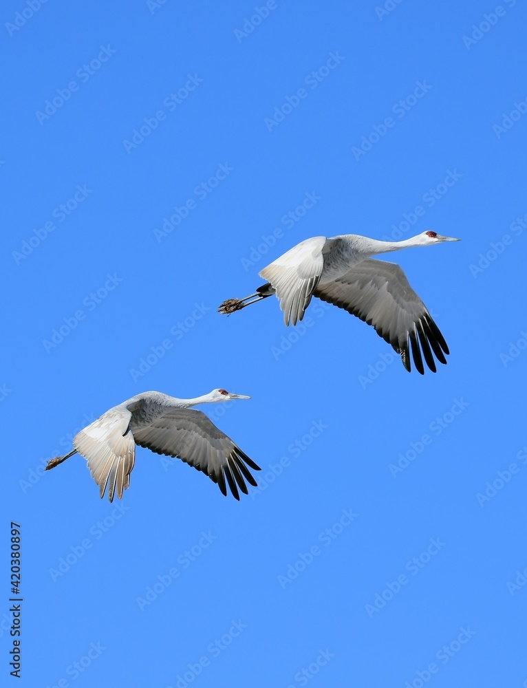 pair of beautiful sandhill cranes in flight on a sunny winter day in the bosque del apache national wildlife refuge near socorro, new mexico pair of beautiful sandhill cranes in flight on a sunny winter day in the bosque del apache national wildlife refuge near socorro, new mexico