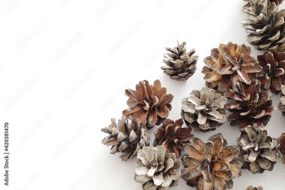 lot of dry brown pine cones on white background
