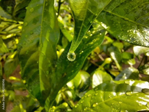 Beautiful water droplets on a leaf, in the morning sunlight
