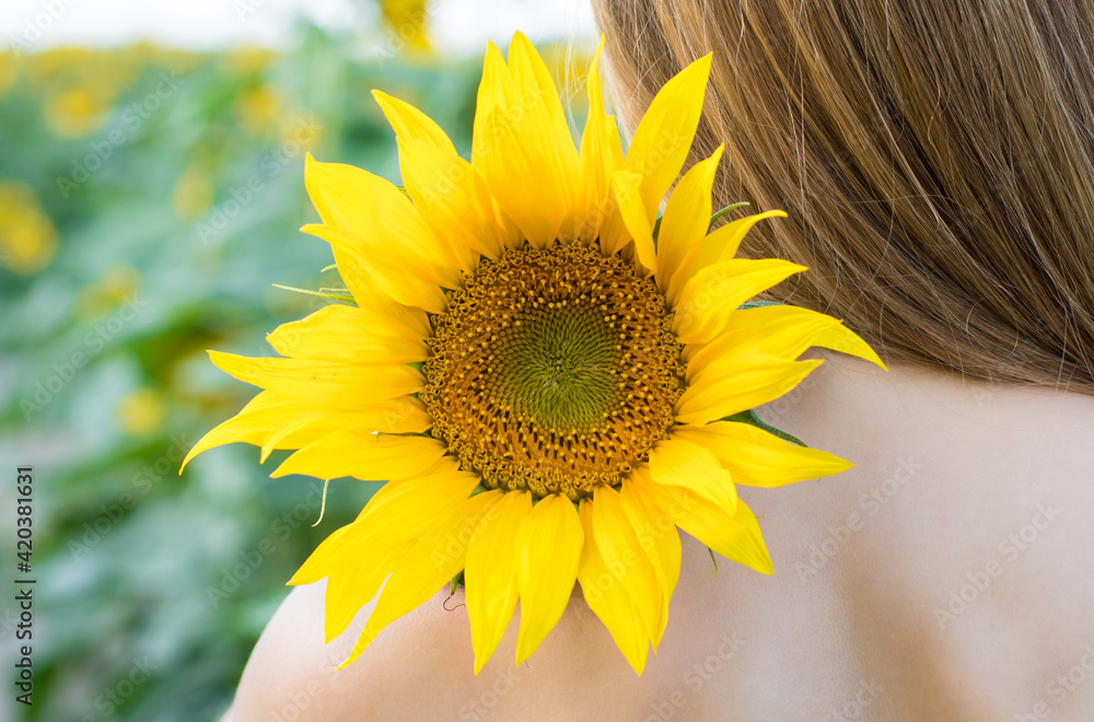 Fototapeta premium a girl with her bare back on the shoulder lies sunflower flower. Blooming sunflower field background, flower close-up.