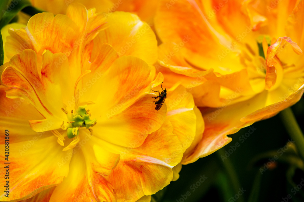 Yellow and red parrot tulips from a Dutch garden Yellow and red parrot tulips from a Dutch garden