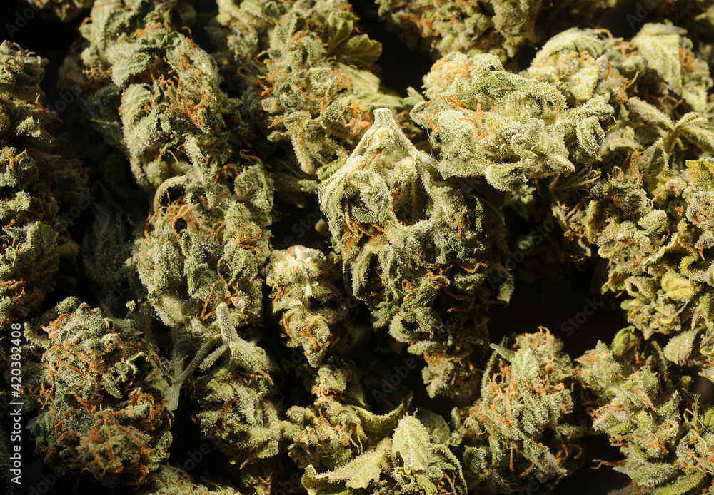 Marijuana buds closeup, come in from the cold concept. Medicinal cannabis flowering on brown background. Hemp recreation, medical use, legalization. Emerging from the shadows in society. Marijuana buds closeup, come in from the cold concept. Medicinal cannabis flowering on brown background. Hemp recreation, medical use, legalization. Emerging from the shadows in society.