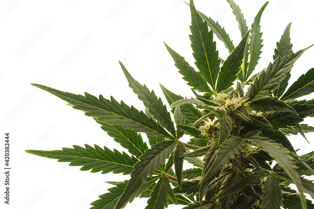 Marijuana bush on white background. Cannabis shrub, young plant.