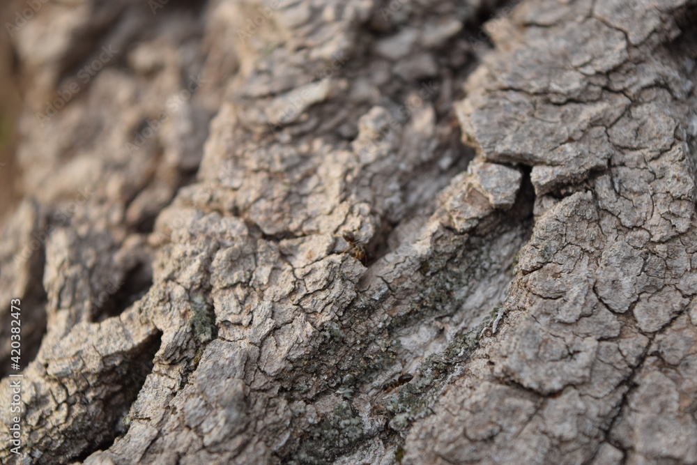 Texture of the surface of the trunk of an old tree.