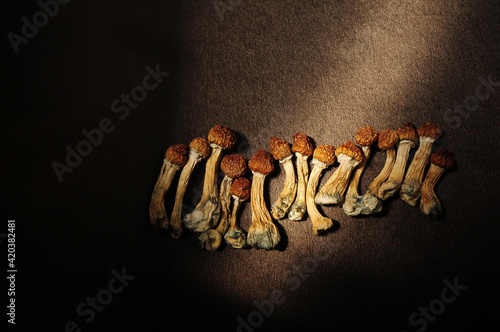 Dried psilocybe cubensis on black backfround, flat lay. Psilocybin mushrooms, come in from the cold. Magic shrooms Golden Teacher, spiritual experience. Emerging from the shadows in society. photo