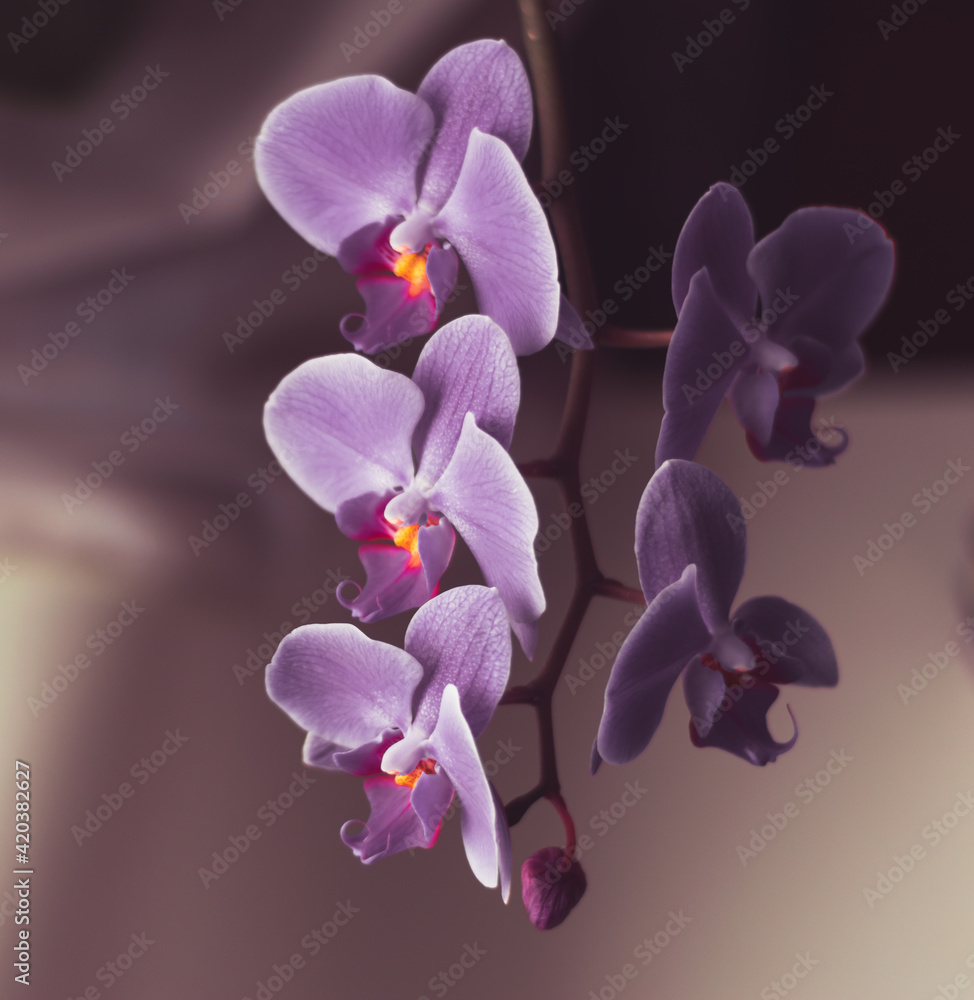 Fototapeta premium Beautiful fresh orchid flower close up copy space. Floral background.