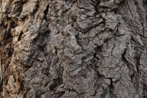 Texture of the surface of the trunk of an old tree.