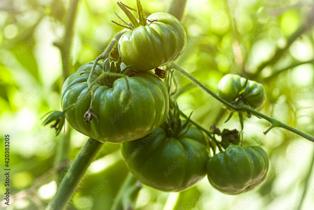 Close-up of green beefsteak tomatoes on a branch