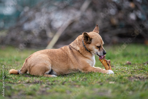small brown dog chewing a bone © Csák István
