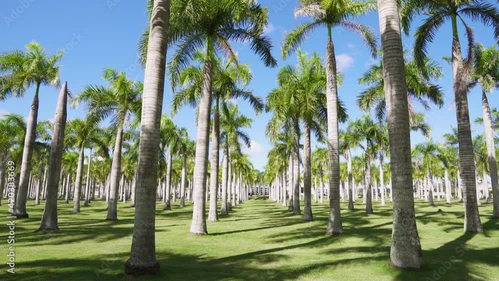 Summer sunny day on a palm plantation in the Dominican Republic. The trees are in rows. Green tops of palm trees against the blue sky. Palm landscape. Summer sunny day on a palm plantation in the Dominican Republic. The trees are in rows. Green tops of palm trees against the blue sky. Palm landscape.