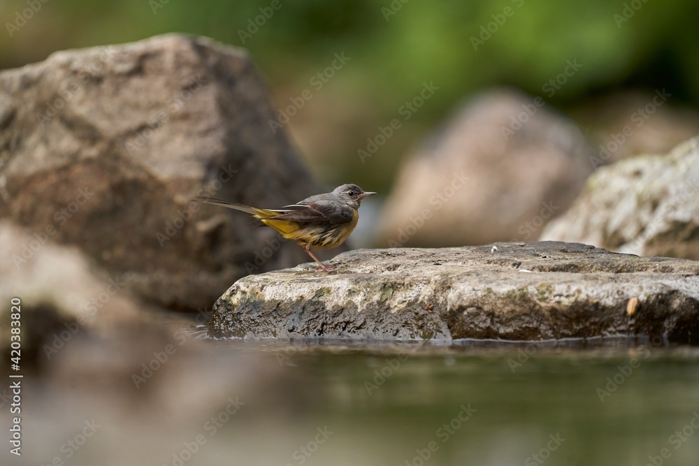 Φωτογραφία The grey wagtail (Motacilla cinerea) is a member of the wagtail family, Motacill