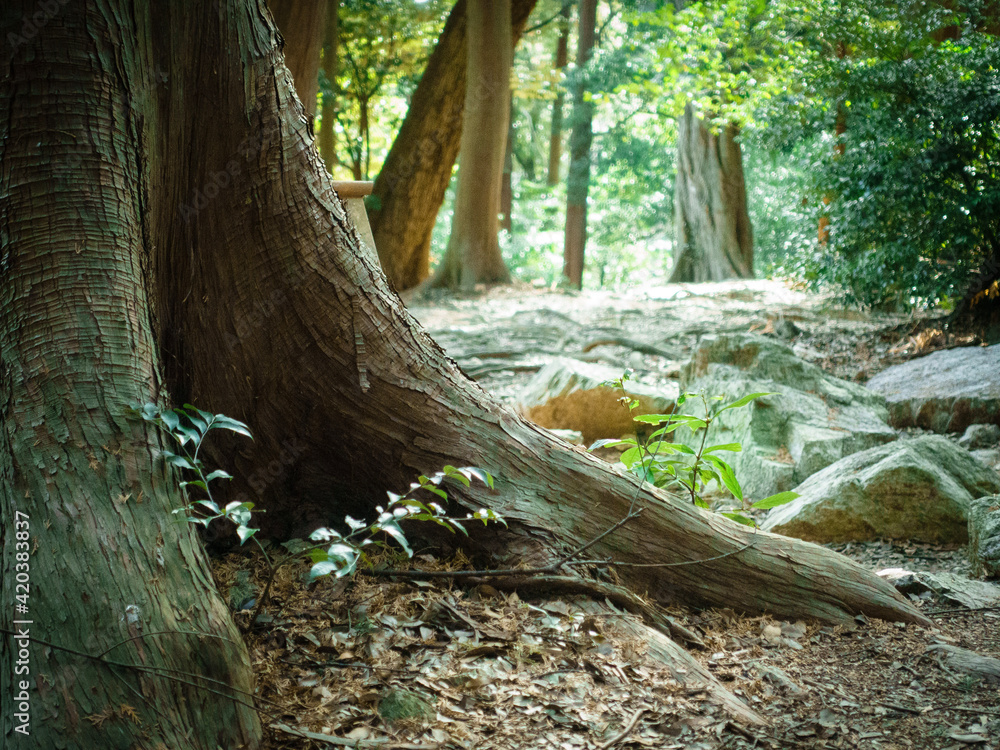 roots of a tree、Warm Forest Landscape roots of a tree、Warm Forest Landscape