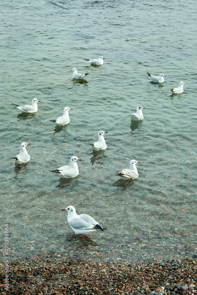 Flock of gull in clear winter sea