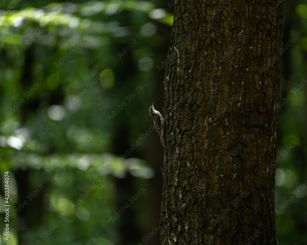 The eurasian treecreeper, certhia familiaris, a forest bird. The eurasian treecreeper, certhia familiaris, a forest bird.