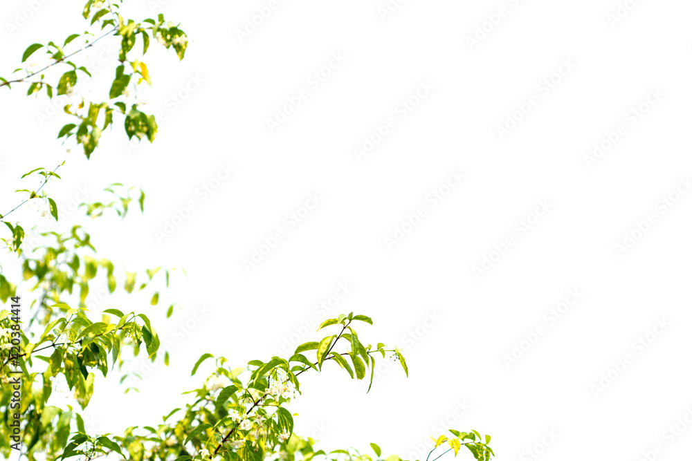 Wild water plum  tree isolated on white background.