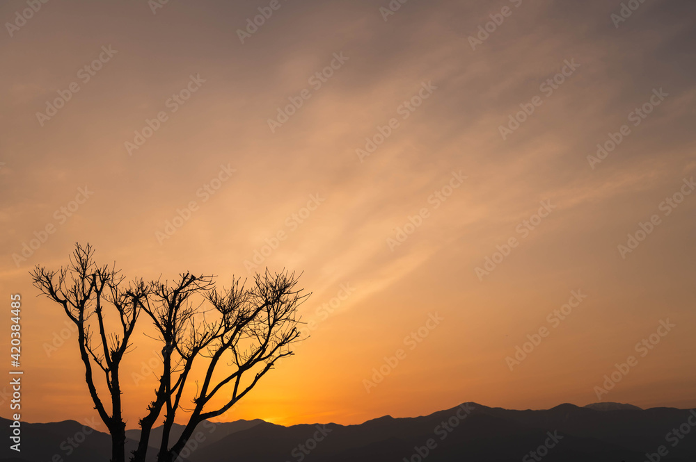 夕焼けの北アルプスと木