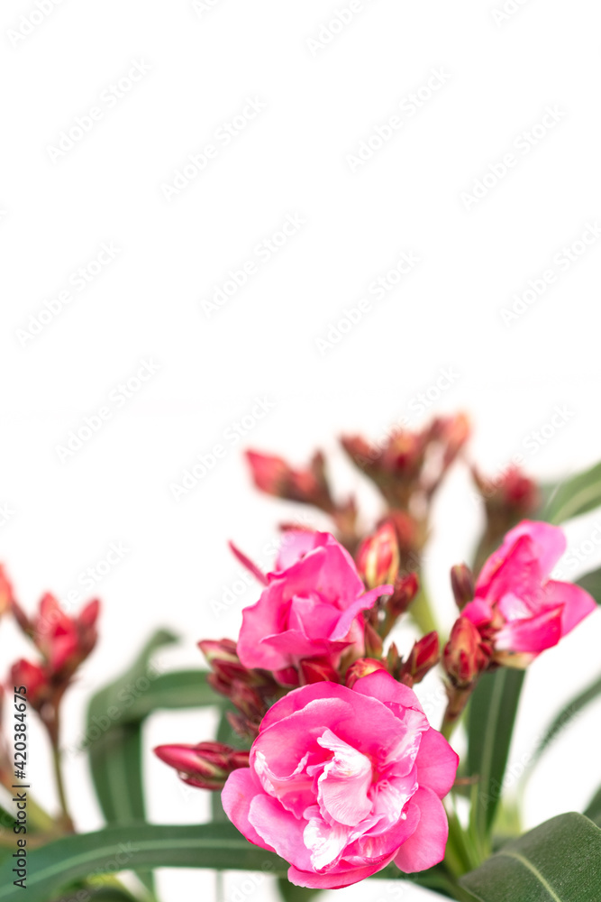 Pink oleander flower on white background.