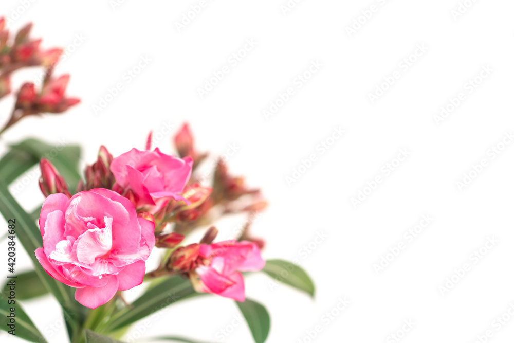 Pink oleander flower on white background.