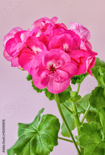geranium flowers with leaves side view