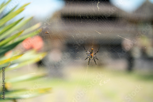 Spider sitting on a web, near the leaves. In the background, a meadow and a building are blurred. Insects of Indonesia and Bali