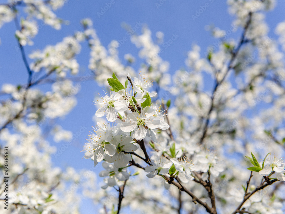 White flowers on a branch against a blue sky