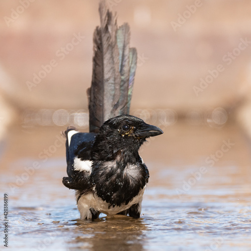 A magpie pica pica splashing in the water photo