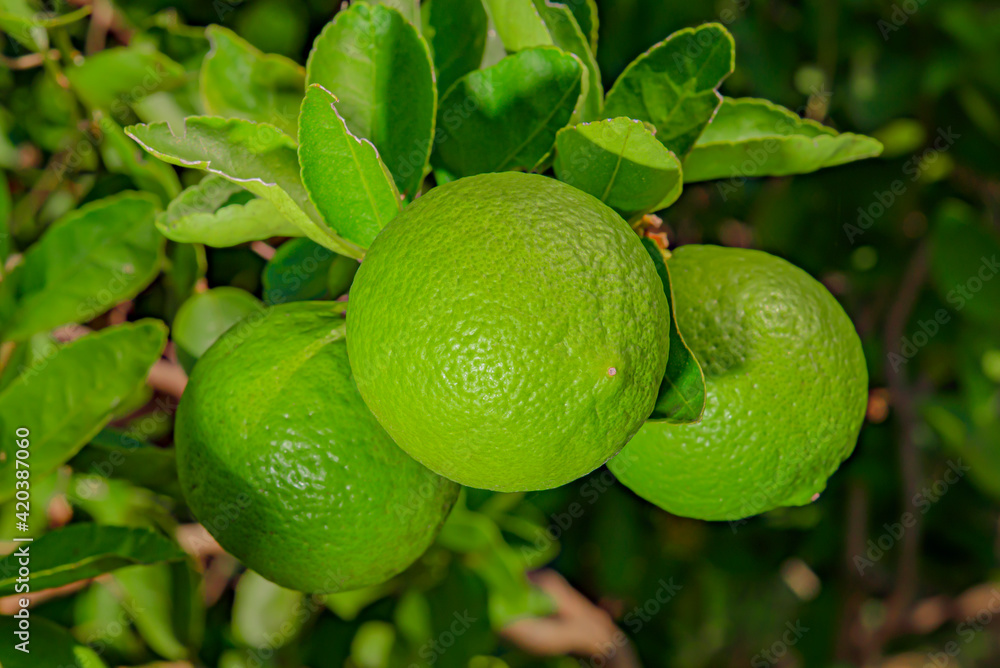 Lemons are plants that can be used as food and drink.