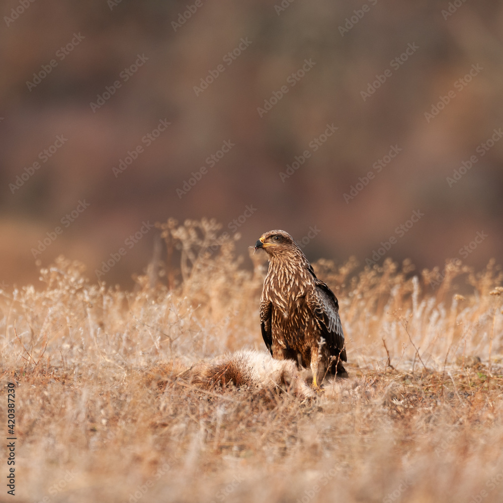 Black kite, Milvus migrans, a brown bird of prey sitting on the ground Black kite, Milvus migrans, a brown bird of prey sitting on the ground