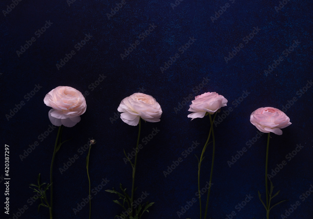 摩耗暗い 青色 産業 ゴシック背景 パターン ピンク色バラがある Stock Photo Adobe Stock