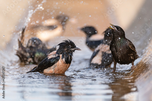 Birds rosy Starling Sturnus roseus splashing in the water